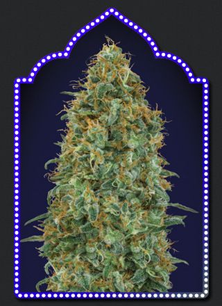 Blueberry