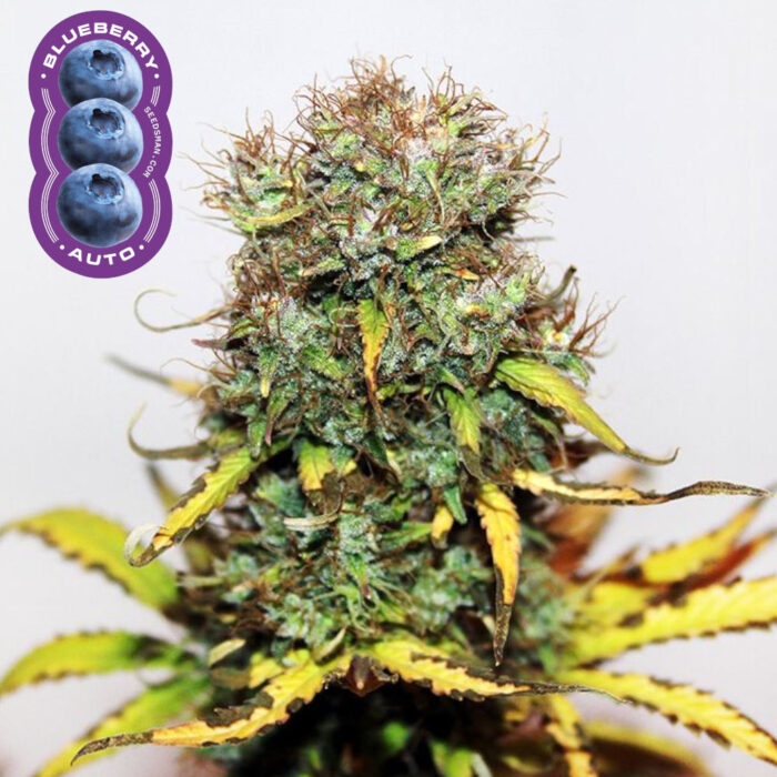 Blueberry Auto