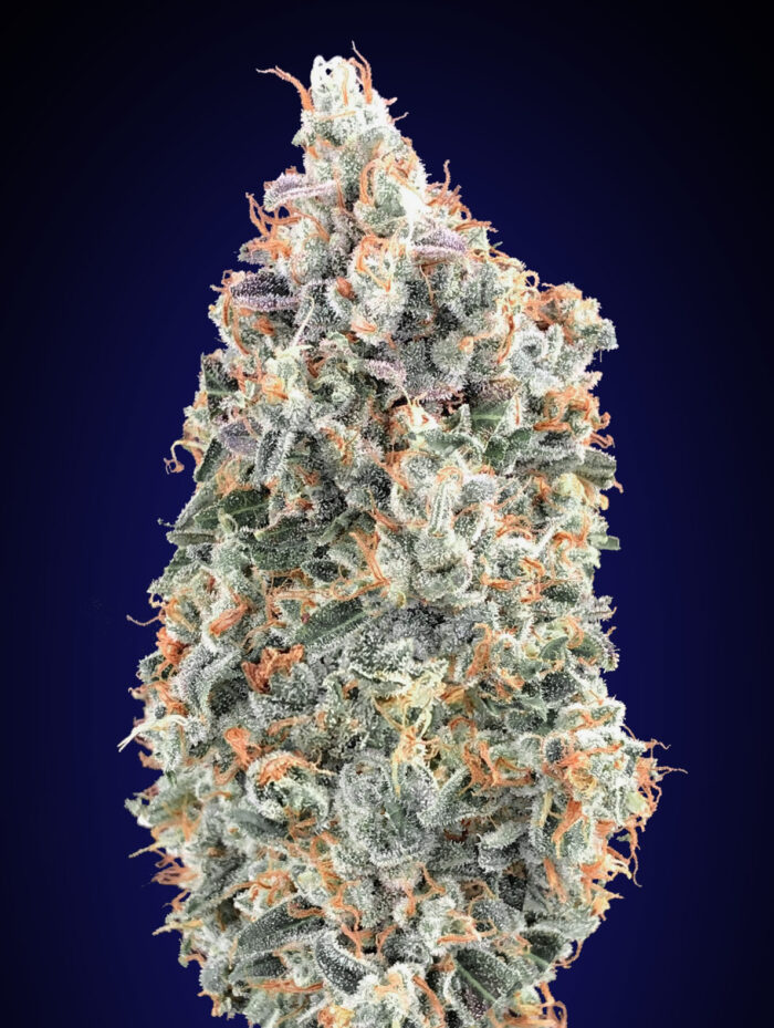 Blueberry Fast