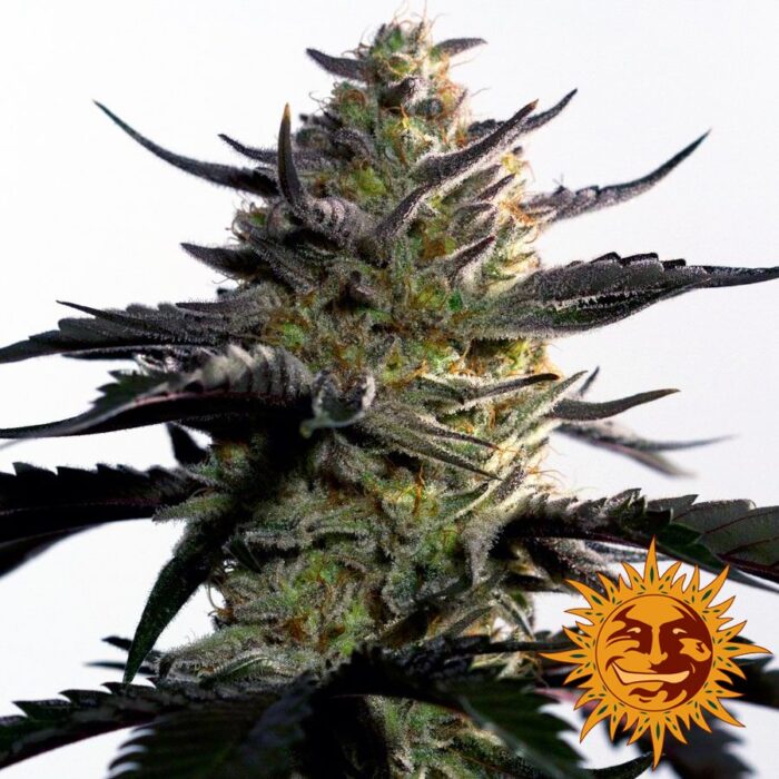 Blueberry OG
