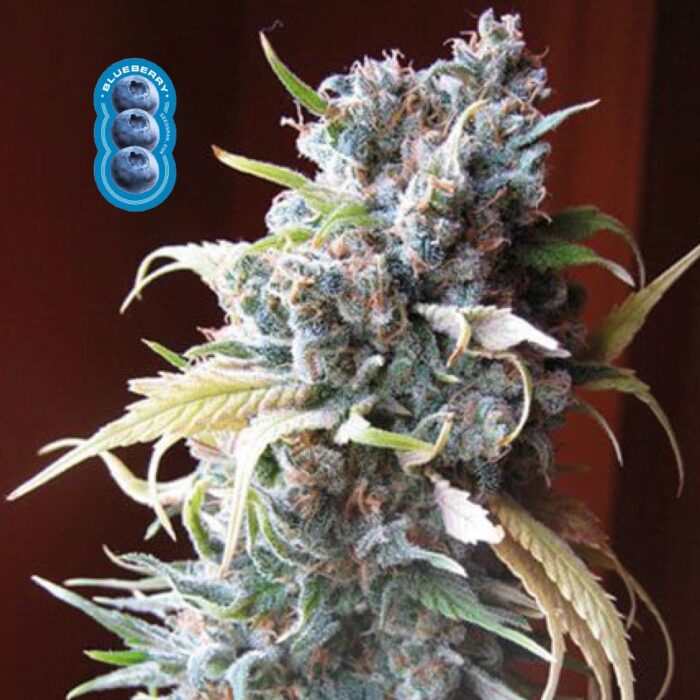 Blueberry