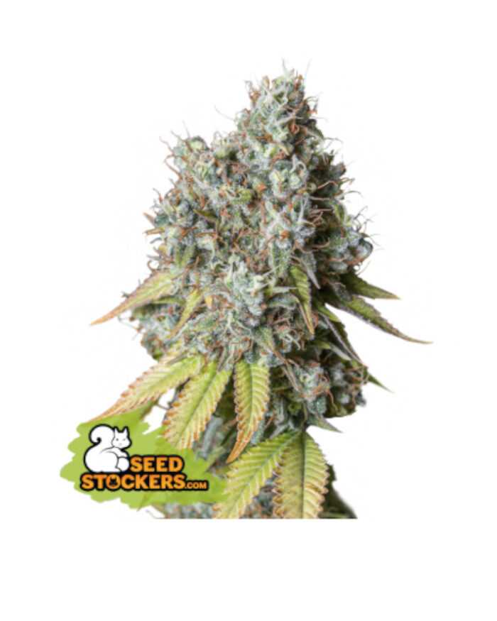 Bruce Banner Auto