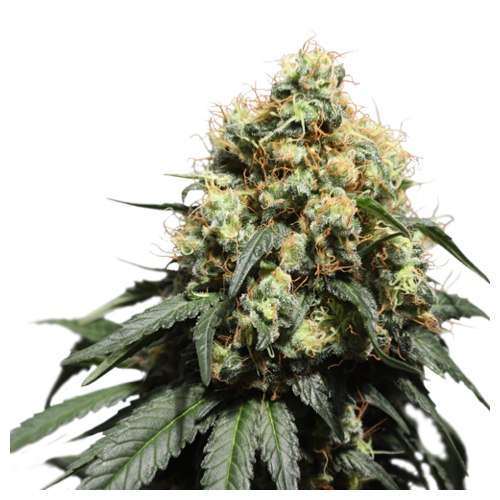 Bruce Lemon Diesel