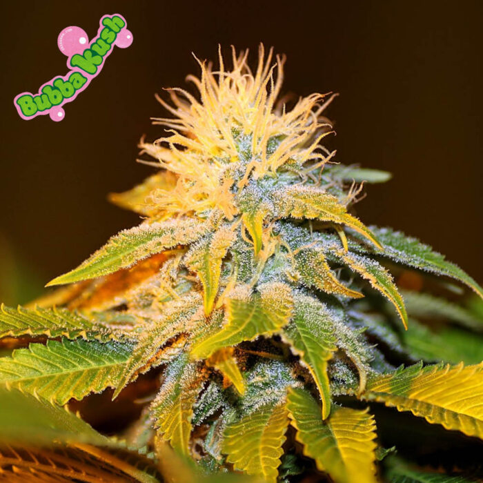 Bubba Kush