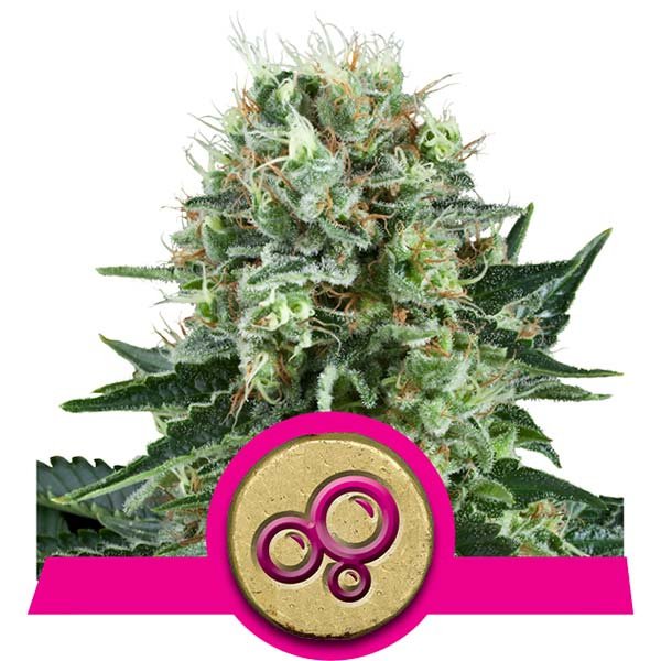 Bubble Kush