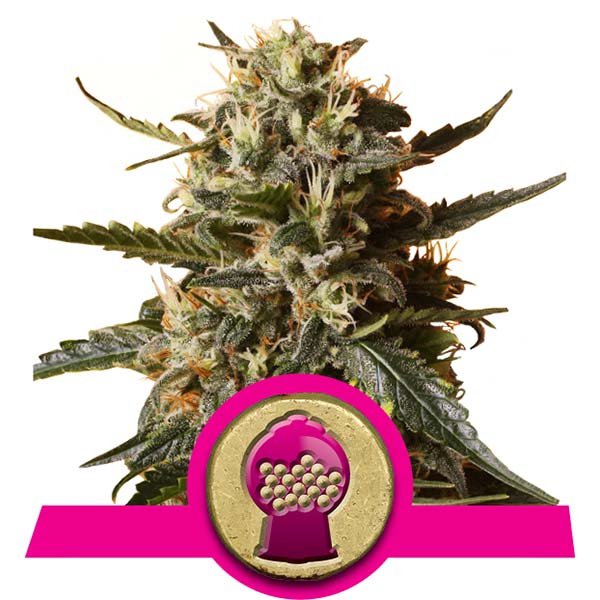 Bubblegum XL