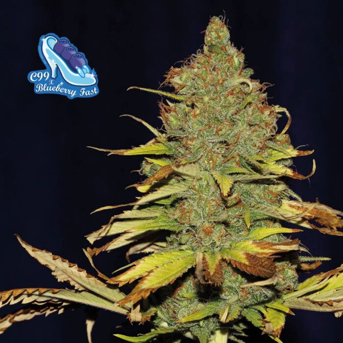 C99 x Blueberry Fast