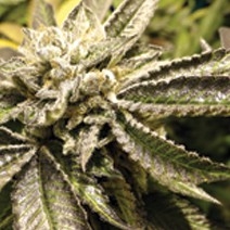 Canadian Kush