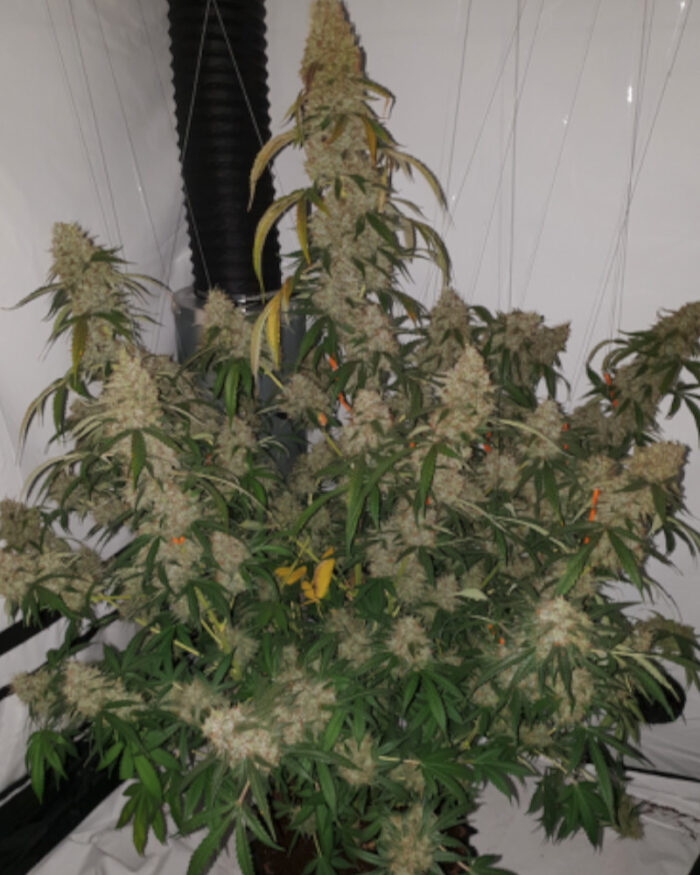 Candy Dawg Auto