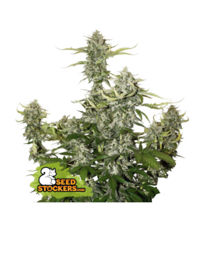 Candy Dawg Auto