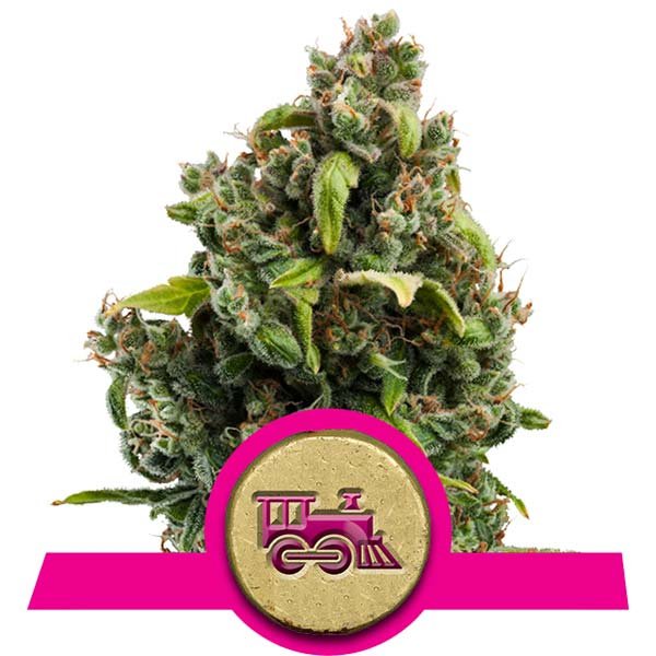 Candy Kush Express (Fast Flowering)