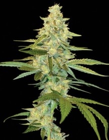 Cannalope Kush