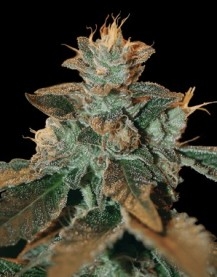Cataract Kush