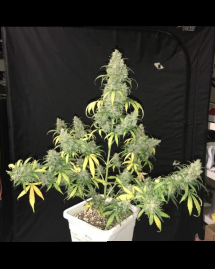CBD 1:1 Silver Lime Haze Auto