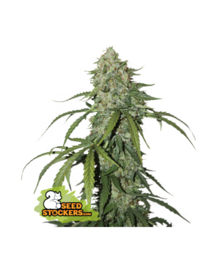 CBD 1:1 Silver Lime Haze Auto