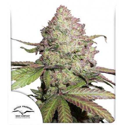 CBD Auto Charlotte’s Angel