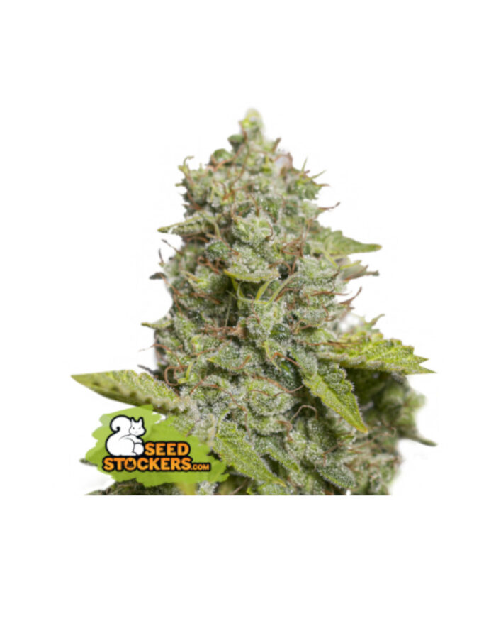 CBD Critical XXL Auto