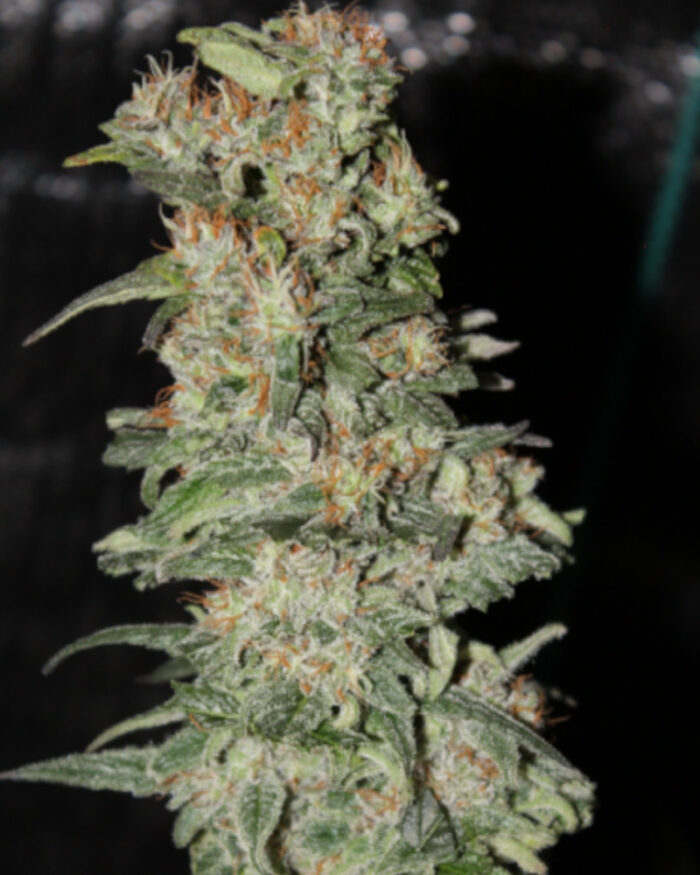 CBD Critical XXL