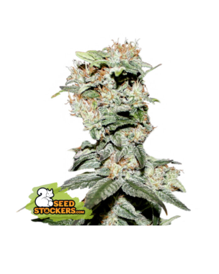 CBD Critical XXL