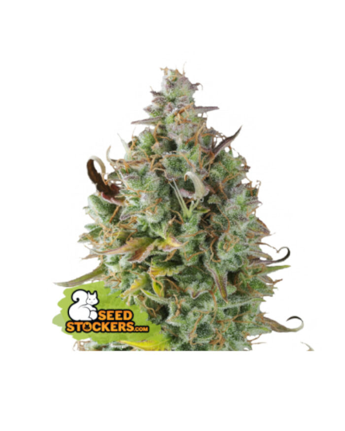 CBD Gelato 41
