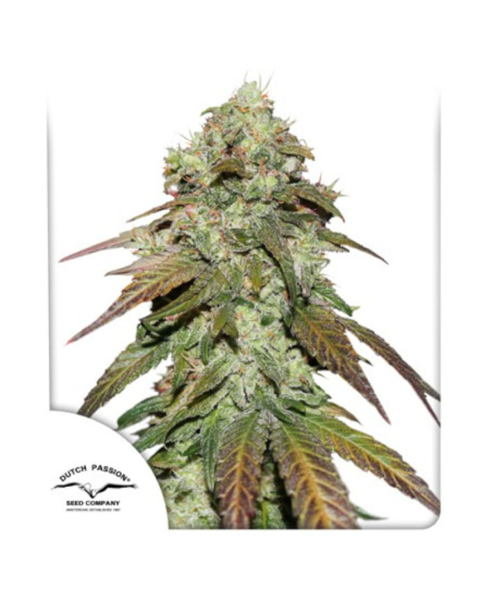 CBD Mazar