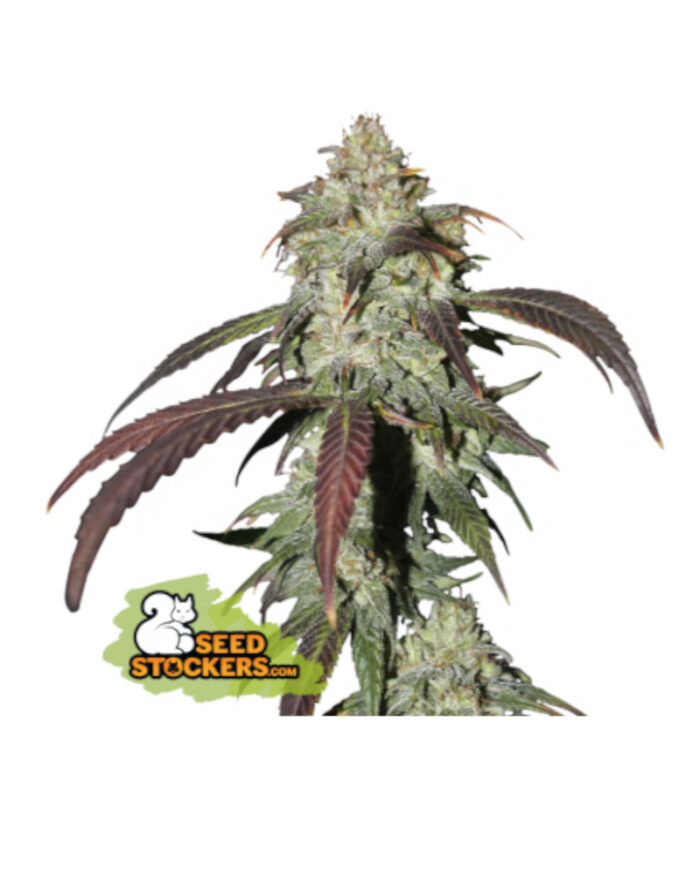 CBD Northern Lights