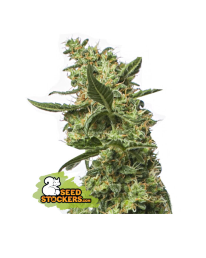 CBG Gorilla Zerodue Auto