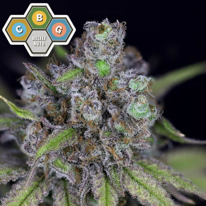CBG Relief Auto