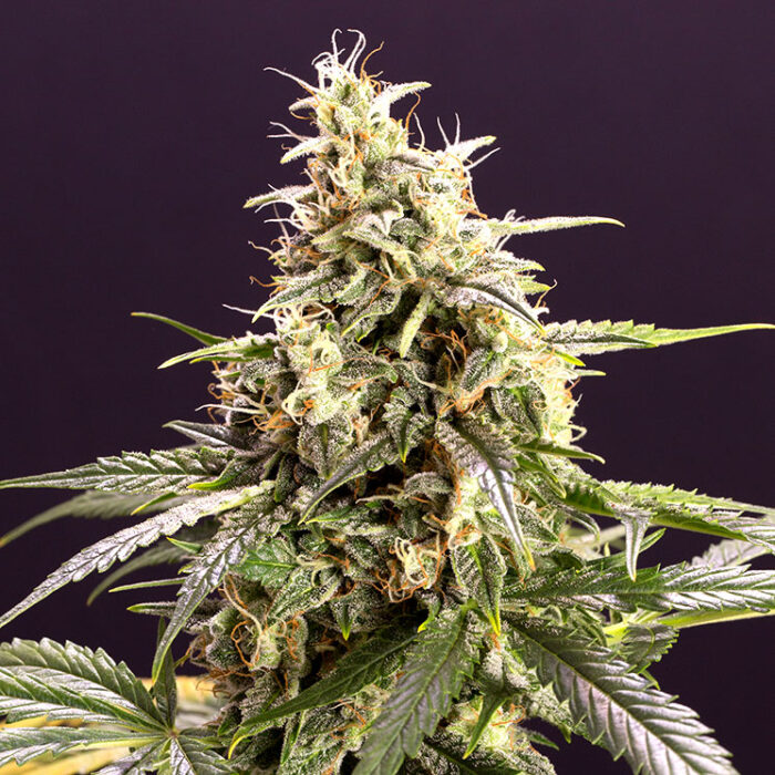 Chem-Bomb Auto