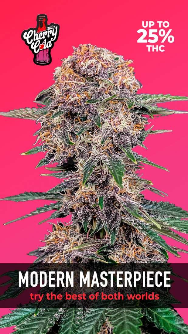 Cherry Cola Auto