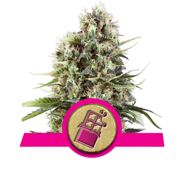 Chocolate Haze