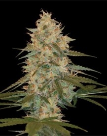 Chocolope Kush