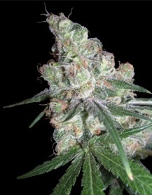 Chocolope