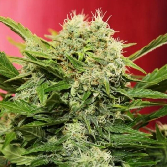 Chronic Ryder Auto
