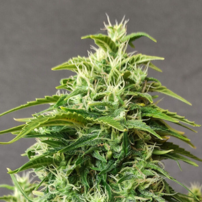 Chronic Ryder Auto