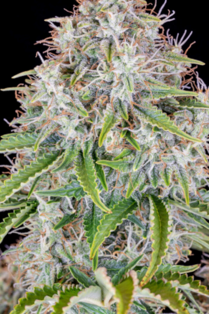 Cinderella Auto