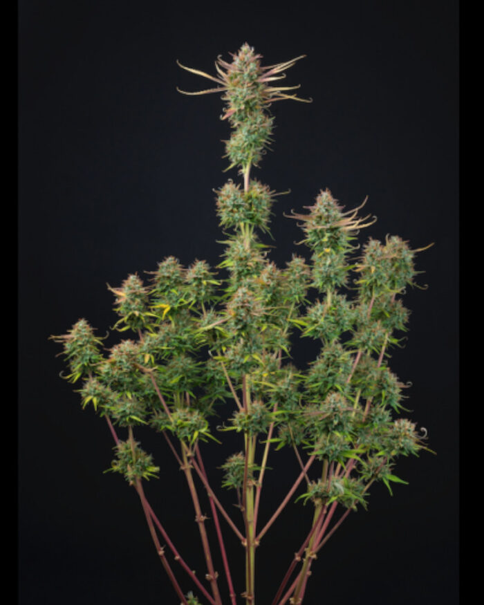 Cookies and Cream Auto