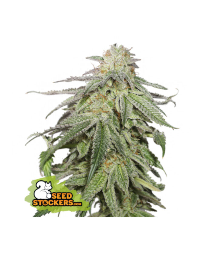 Cookies and Cream Auto