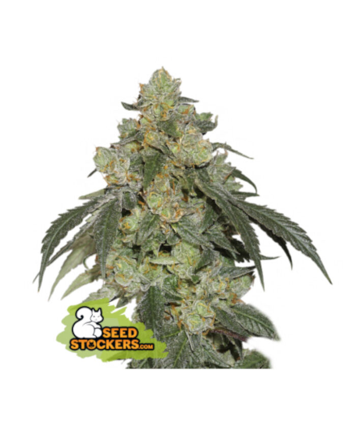 Cookies Fast