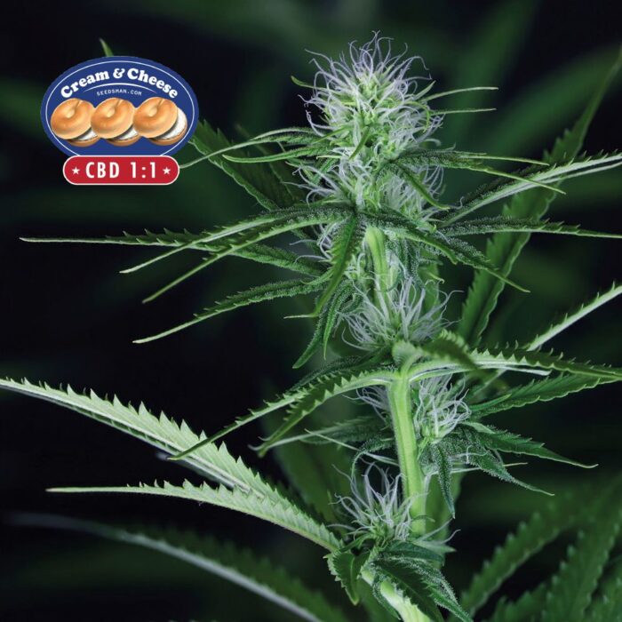 Cream Cheese CBD 1:1