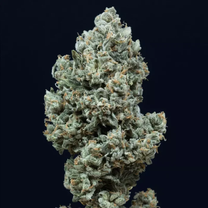Critical + 2.0 Auto