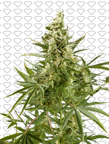 AUTO Critical