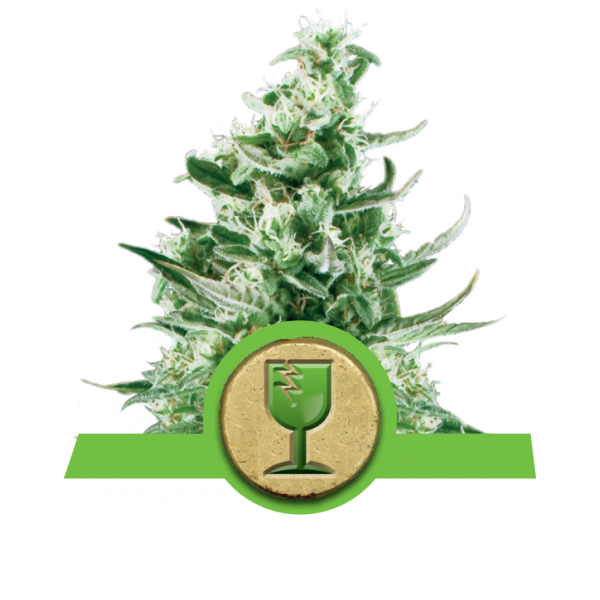 Royal Critical Automatic