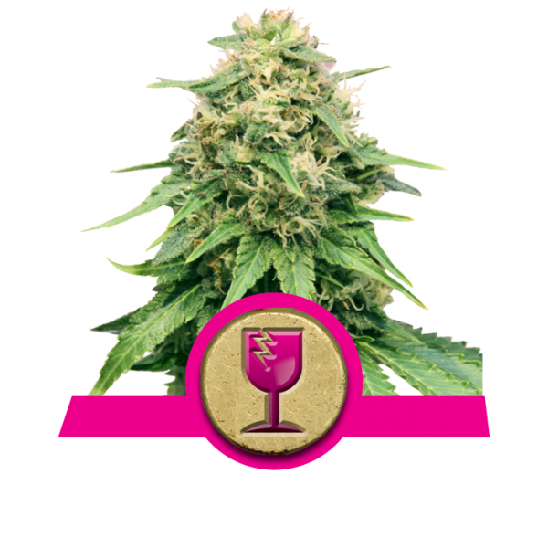 Critical Kush