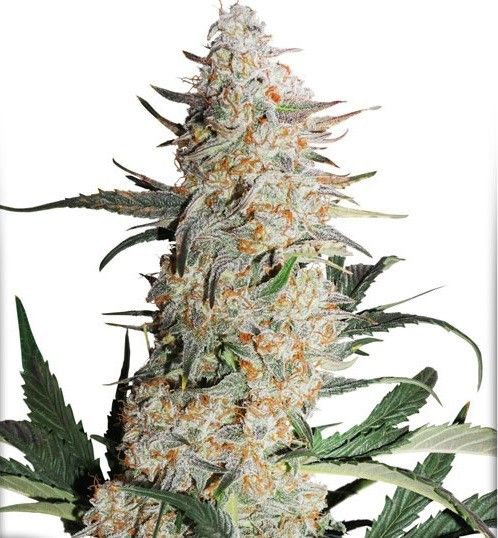 Critical Orange Punch