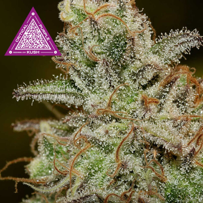 Critical Purple Kush