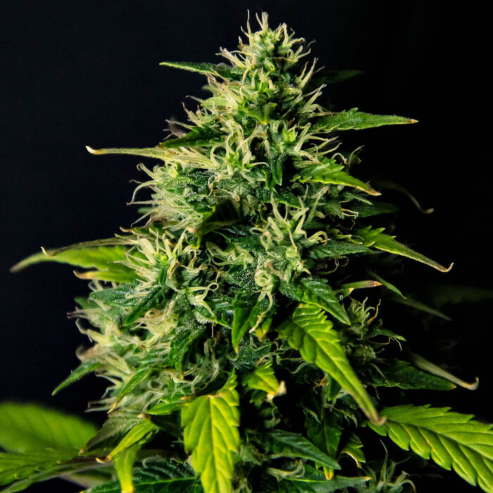 DC Cure 1:1 Auto