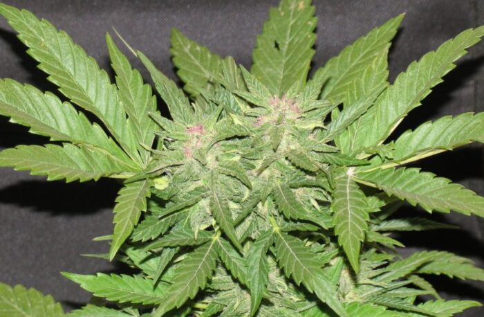 Cotton Candy