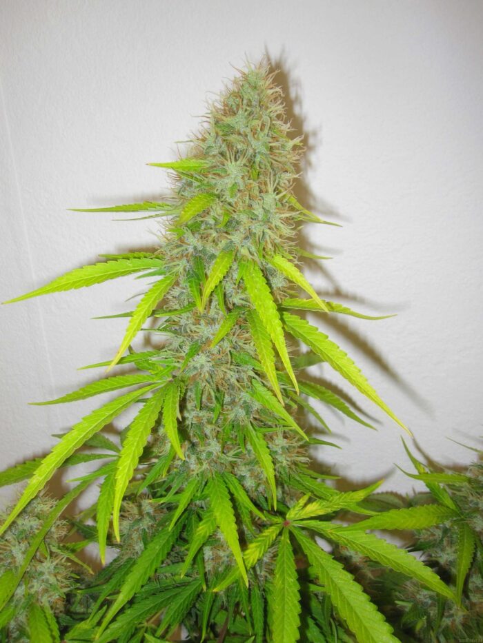 Critical Jack Herer