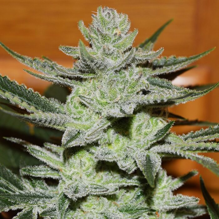 Desconocida Kush